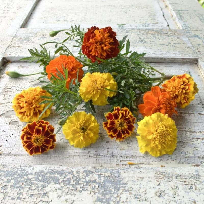 Bonanza Mix Marigold Seeds — Vibrant Dwarf Flower Blend - View 1