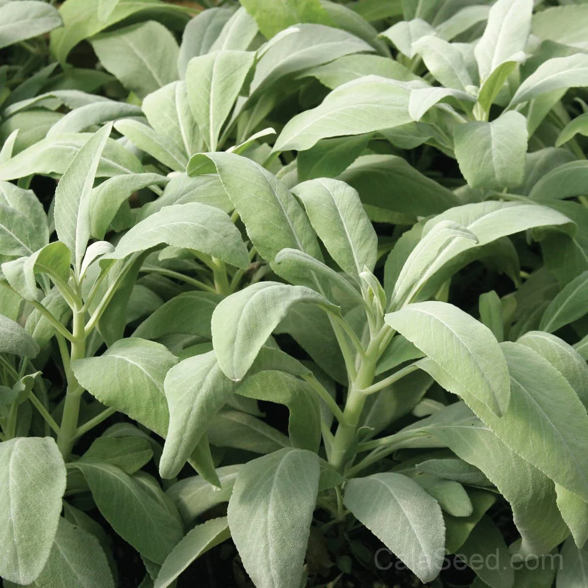 Smudge Seeds — North American Heirloom Collection - Main