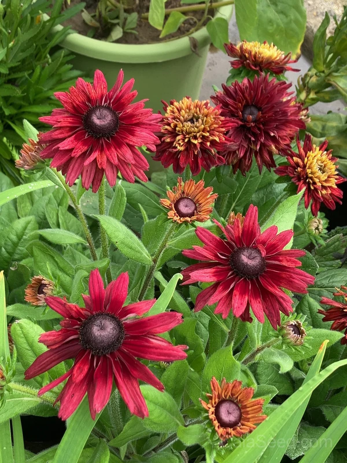 Cherry Brandy Rudbeckia Seeds — Rich Wine-Red Blooms - Main