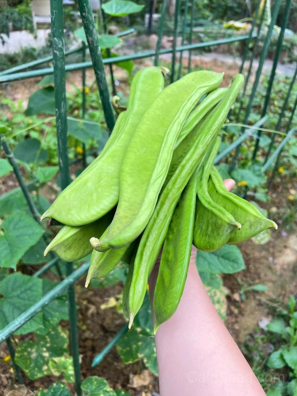 Lima Burpee's Bush Bean Seeds — Compact High-Yield Vegetable - Alt