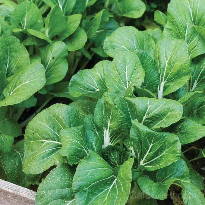 Pak Choi 'White Choi' Seeds — Tender Chinese Cabbage - View 4