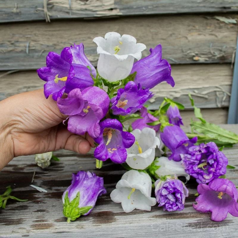 Canterbury Bells Seeds — Classic Cottage Garden Bloom - View 3
