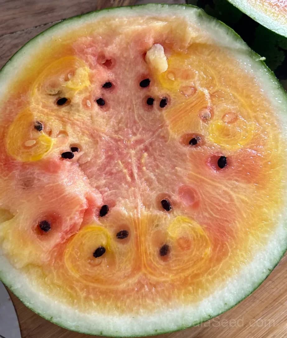 Rainbow Ice Cream Watermelon Seeds - Main