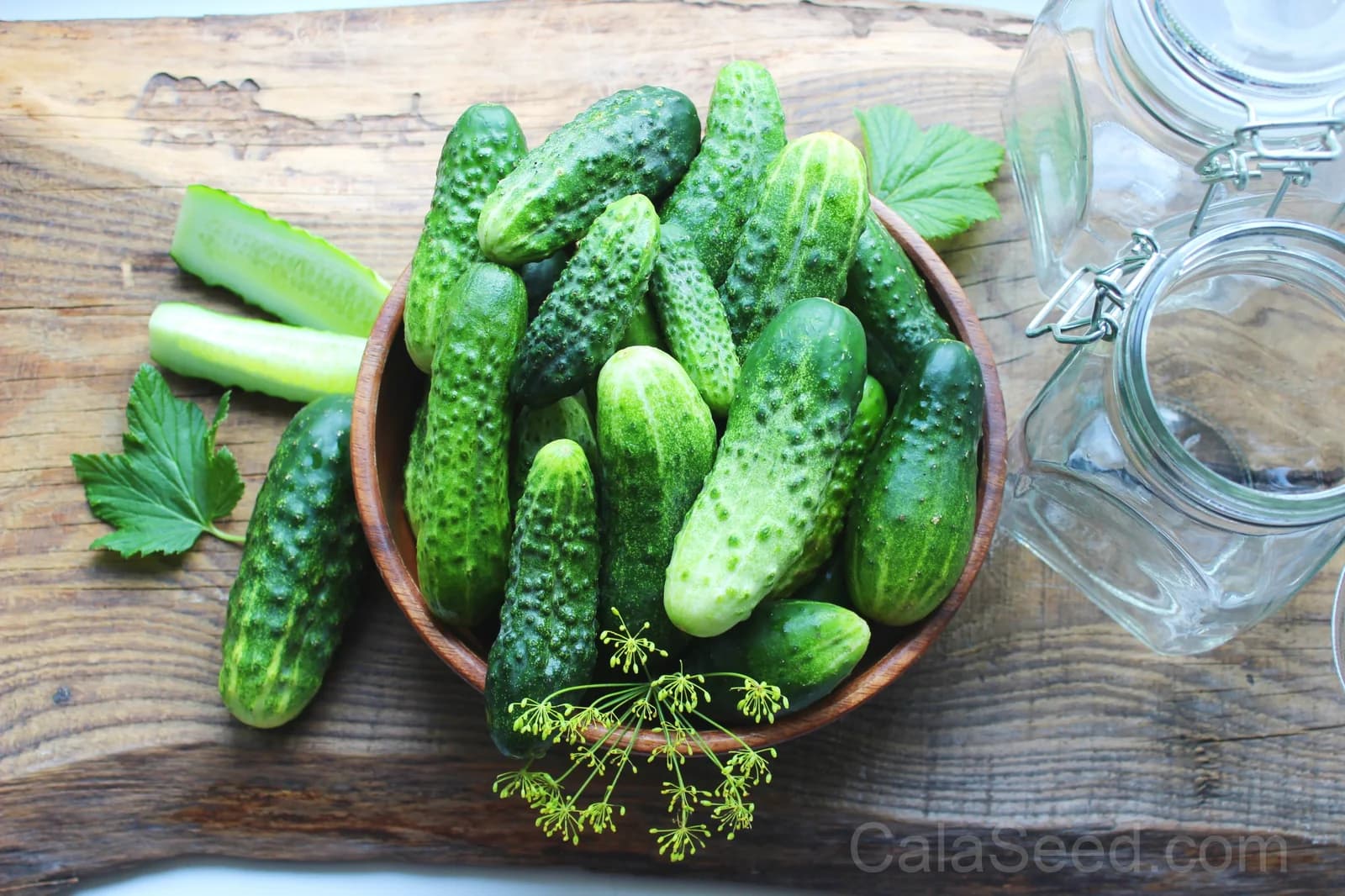 National Pickling Cucumber Seeds — Classic Crisp Pickling Fruit - Main
