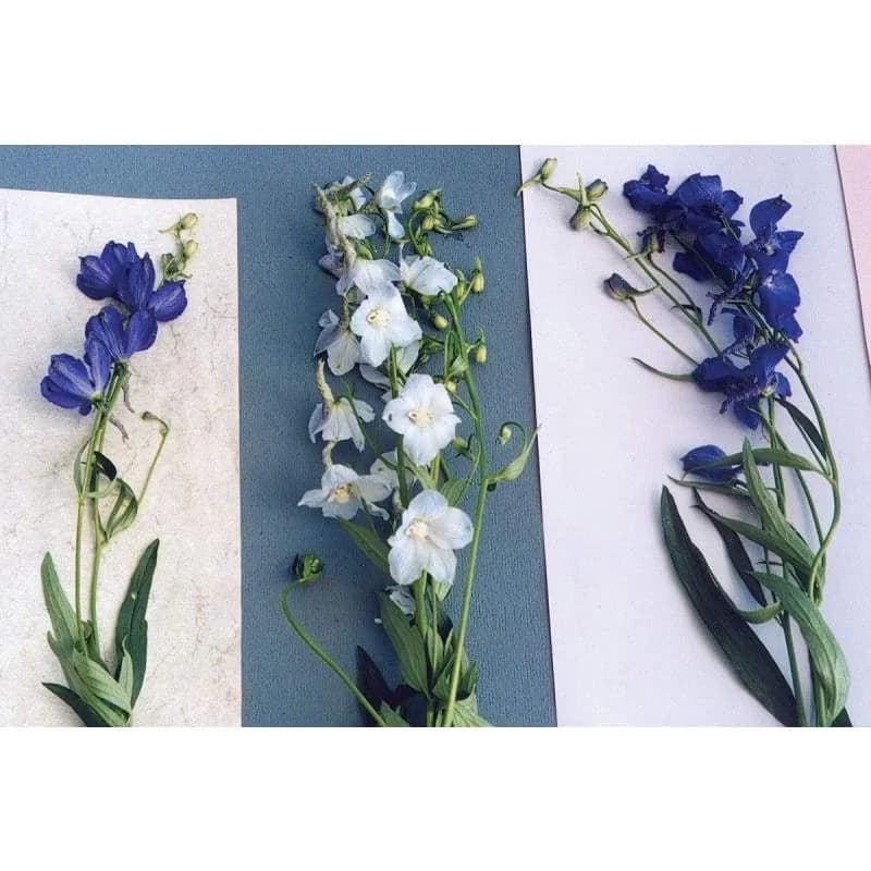 Connecticut Yankees Mix Delphinium Seeds — Classic Cottage Garden Bloom - View 3