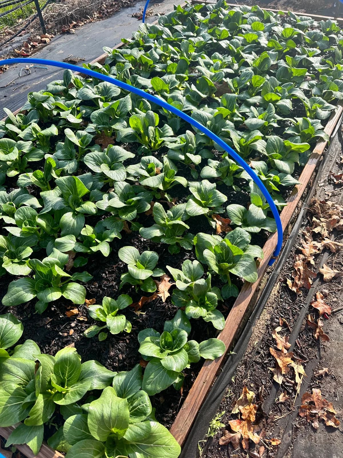Baby Choi Cabbage Seeds — Organic Tender Asian Greens - View 2