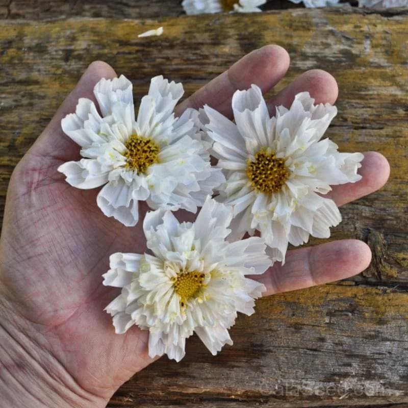 Double Click 'Snow Puff' Cosmos Seeds — Fully Double White Blooms - View 1