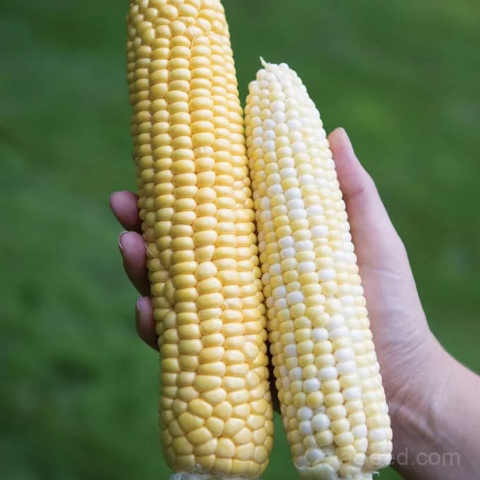 Jaws Corn Seeds — Sweet Summer Harvest - Main