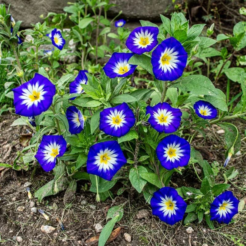 Royal Ensign Convolvulus Seeds — Deep Blue Morning Glory Blooms - Main