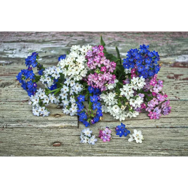 Dawn Mix Anchusa Seeds — Blue Forget-Me-Not Flowers - Alt