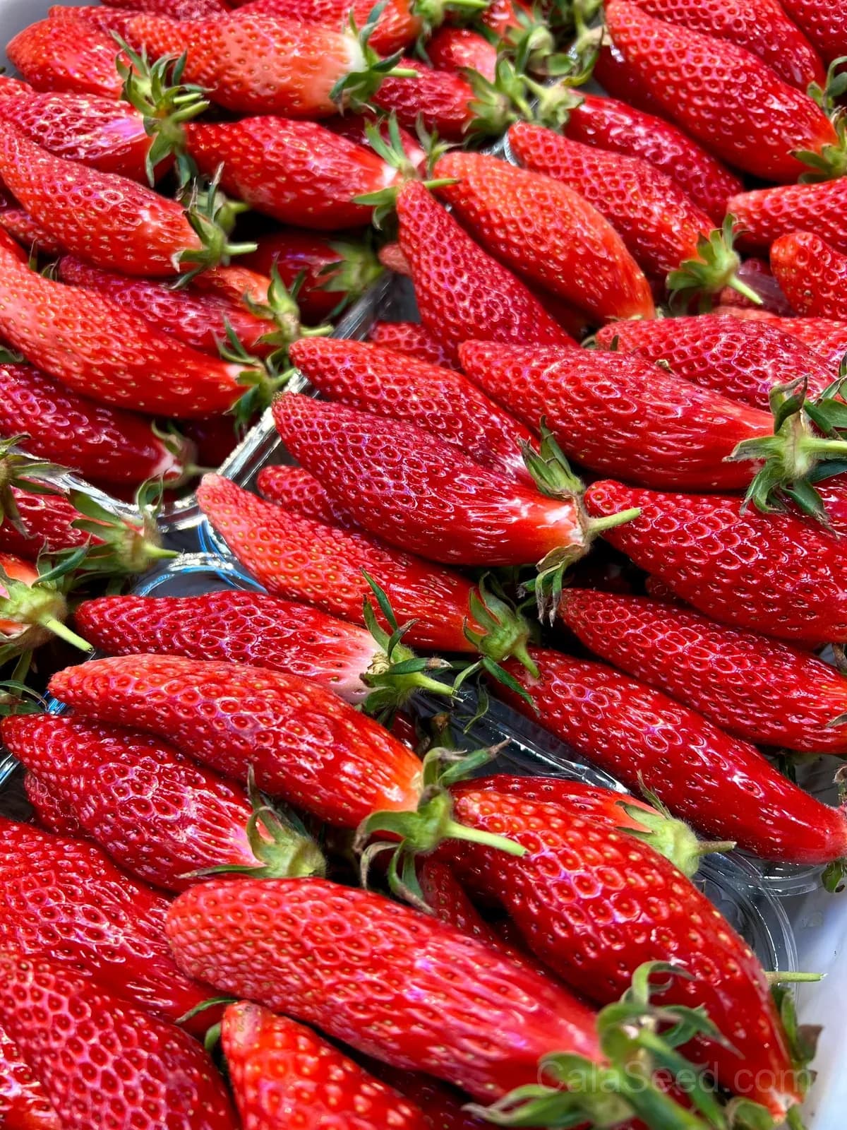 Banana Strawberry Seeds – Sweet, Fragrant, High Germination & Easy to Grow - View 2