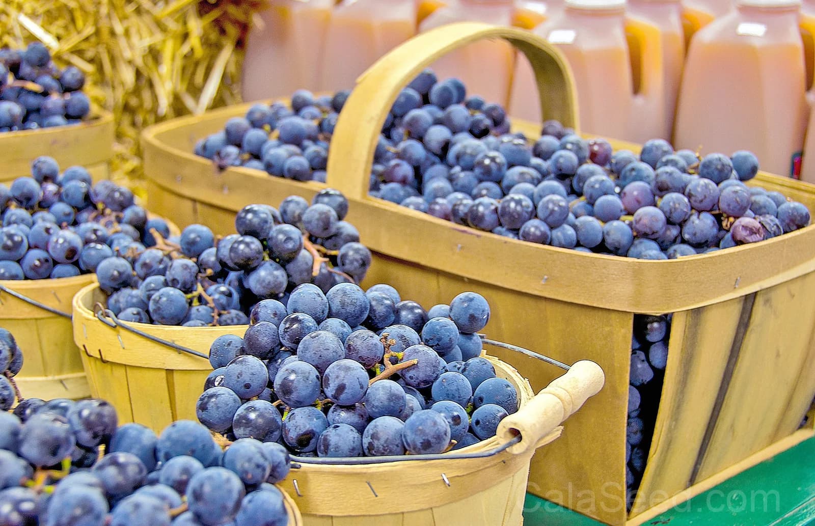 Concord Grape 'Purple' Seeds — Classic North American Vine - View 7