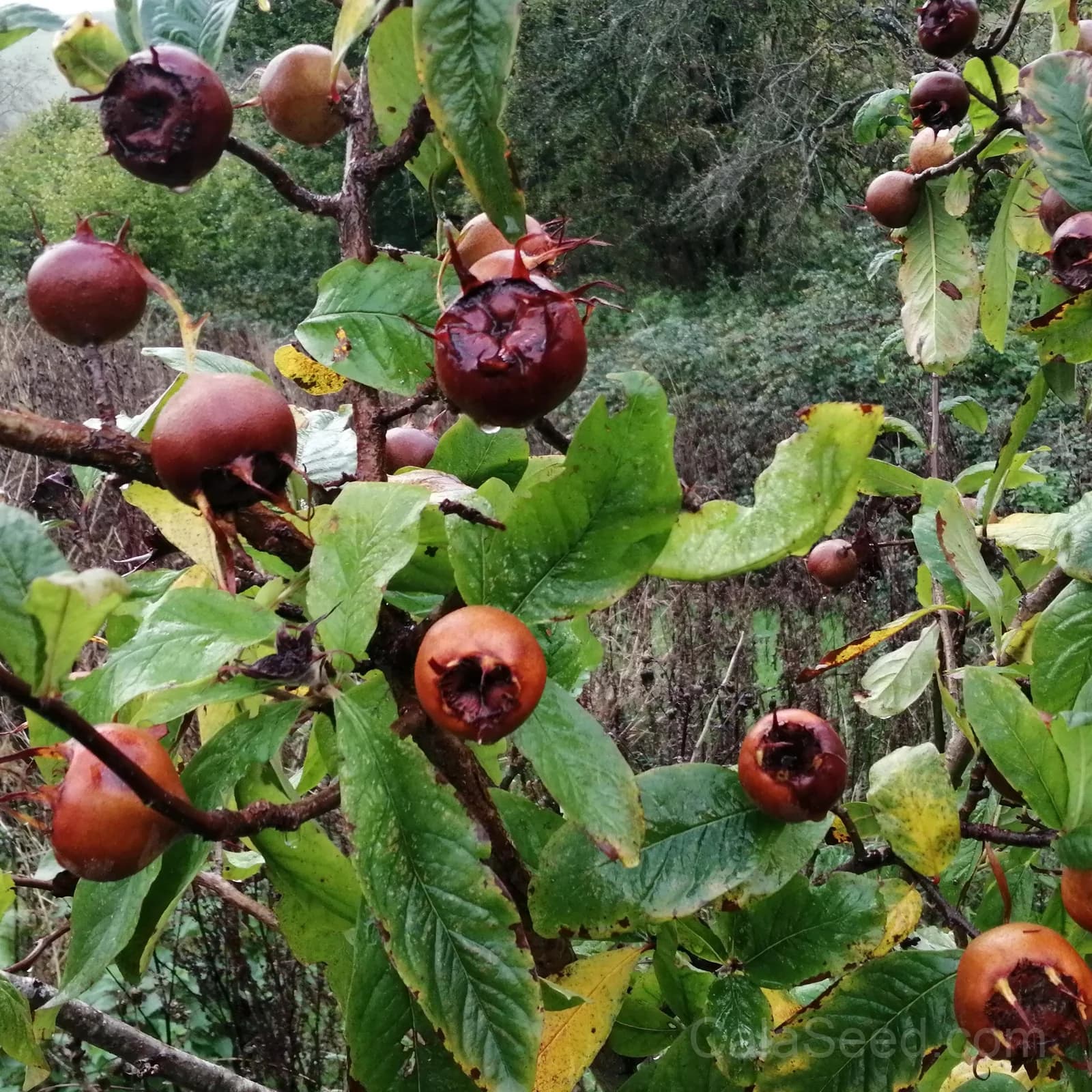 Medlar Seeds — Ancient Fruit for Unique Gardens - Alt