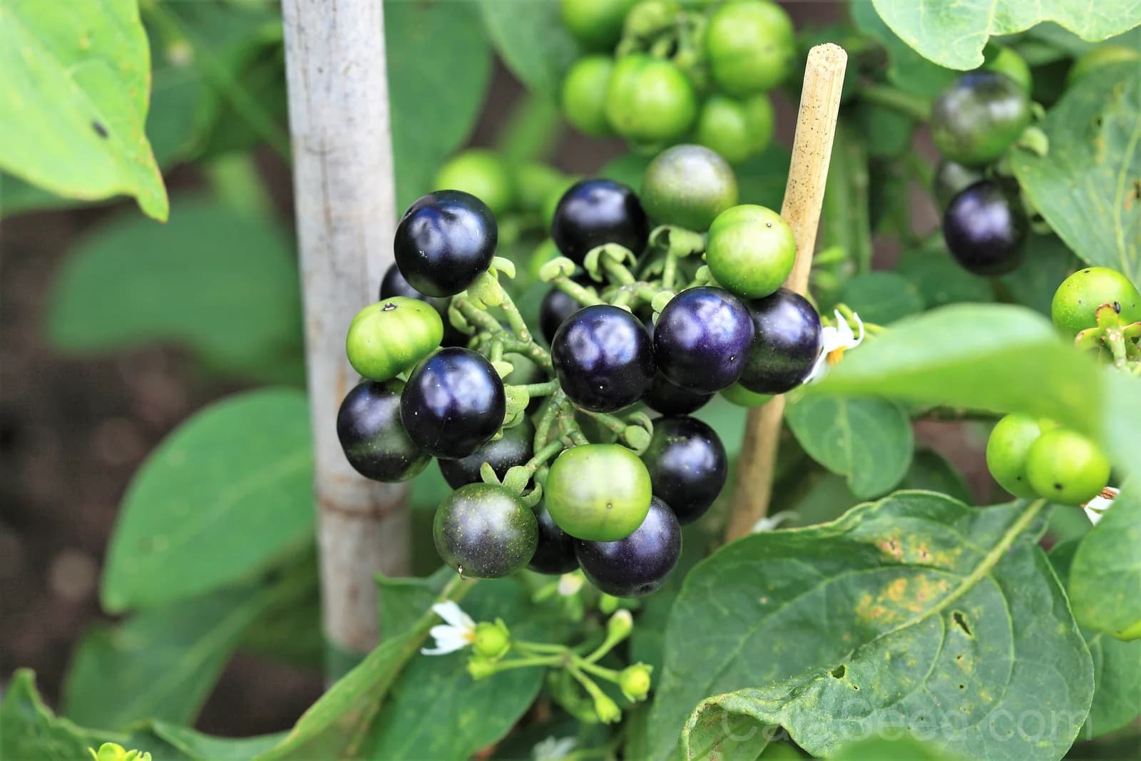 Garden Huckleberry 'Solanum Melanocerasum' Seeds — Sweet Berry Bush Fruit - View 2