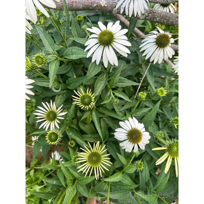 White Swan Echinacea Seeds — Elegant White Coneflower Bloom - Alt