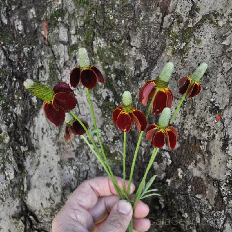 Mexican Hat Coneflower Seeds — Native Prairie Wildflower - View 1