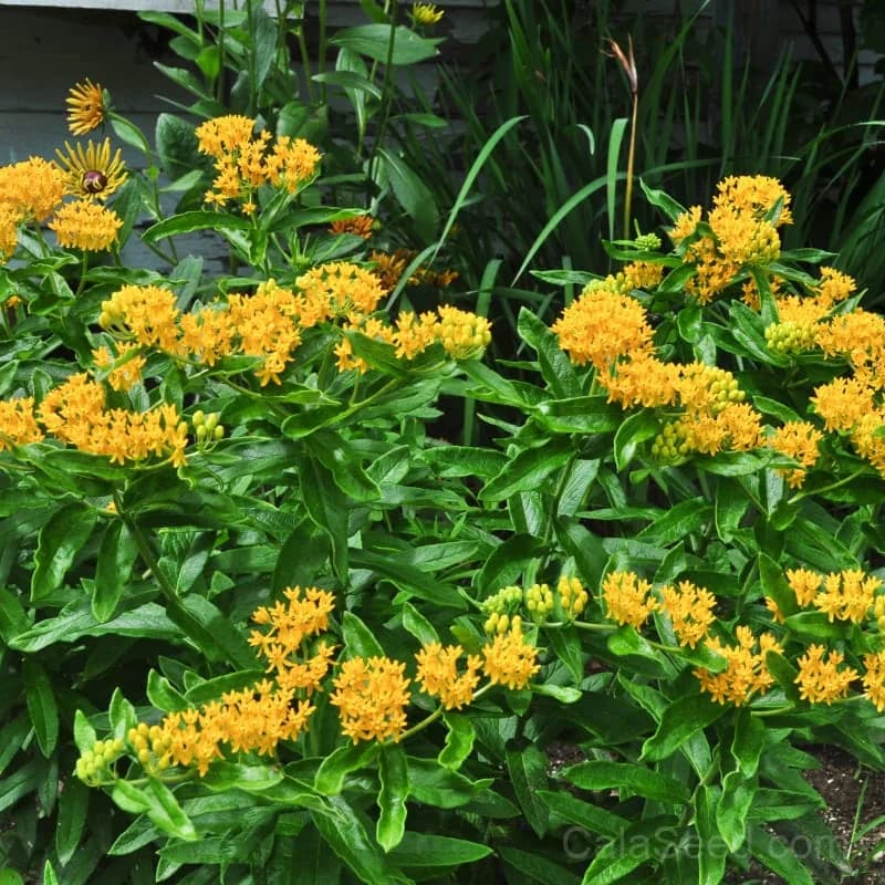 Hello Yellow Milkweed Seeds — Native Pollinator Perennial - View 1