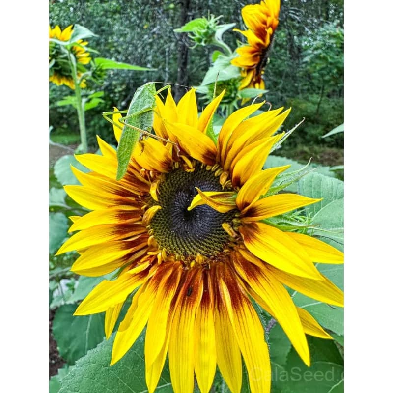 Jolly Joker Sunflower Seeds — Unique Bicolor Blooms - View 3