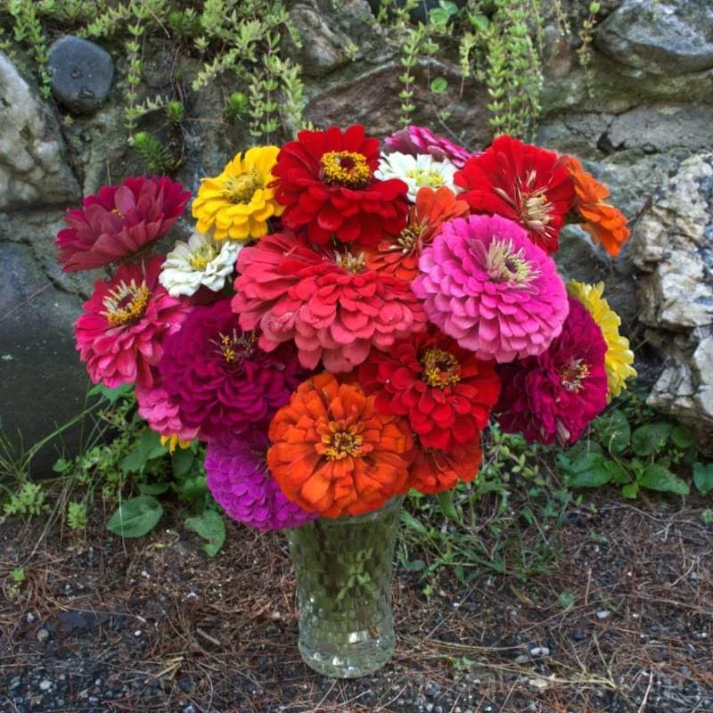 Benary's Giant Mix Zinnia Seeds — Vibrant Cut Flower Blend - Alt