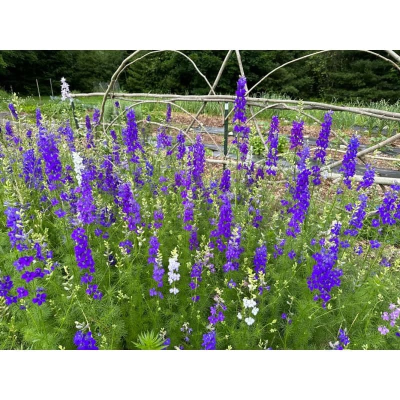 Giant Imperial Mix Larkspur Seeds — Tall Cottage Garden Blooms - Alt