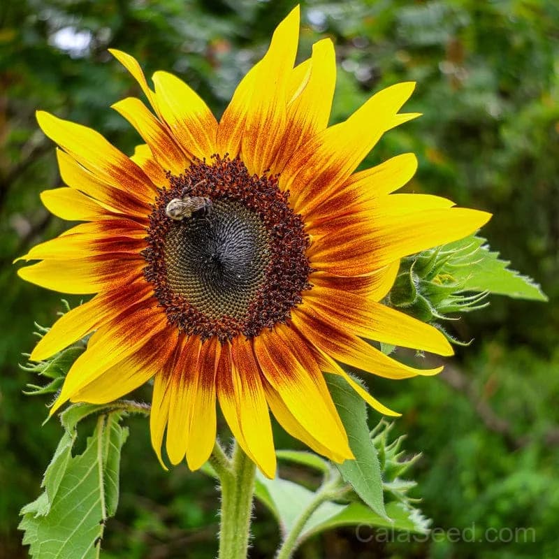 Jolly Joker Sunflower Seeds — Unique Bicolor Blooms - Main