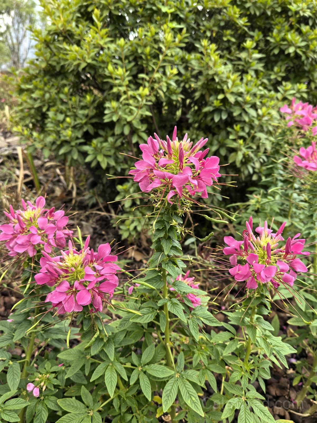 Cleome 'Cherry Queen' Seeds — Vibrant Spider Flower Blooms - View 4