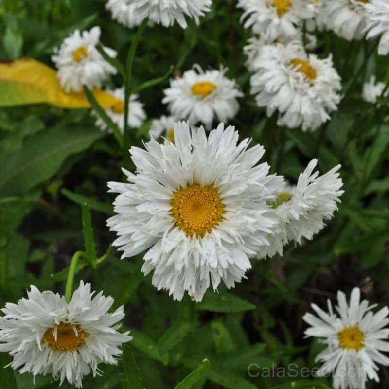 Shasta Daisy 'Crazy Daisy' Seeds — Whimsical Fringed White Blooms - Main