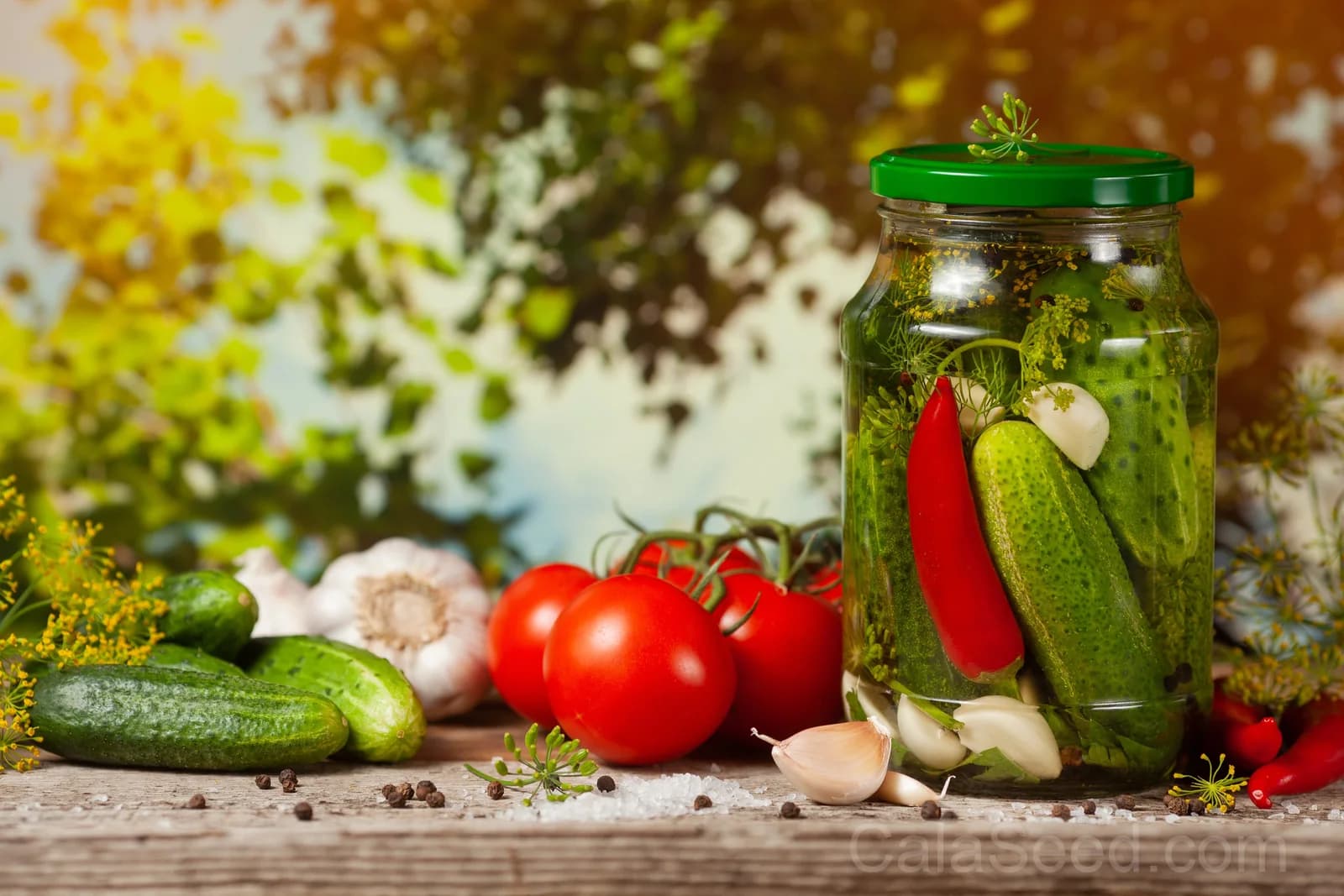 National Pickling Cucumber Seeds — Classic Crisp Pickling Fruit - View 6