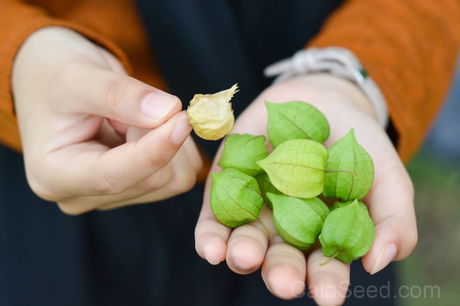 Peruvian Ground Cherry 'Physalis Peruviana' Seeds — Sweet Cape Gooseberry Fruit - View 4