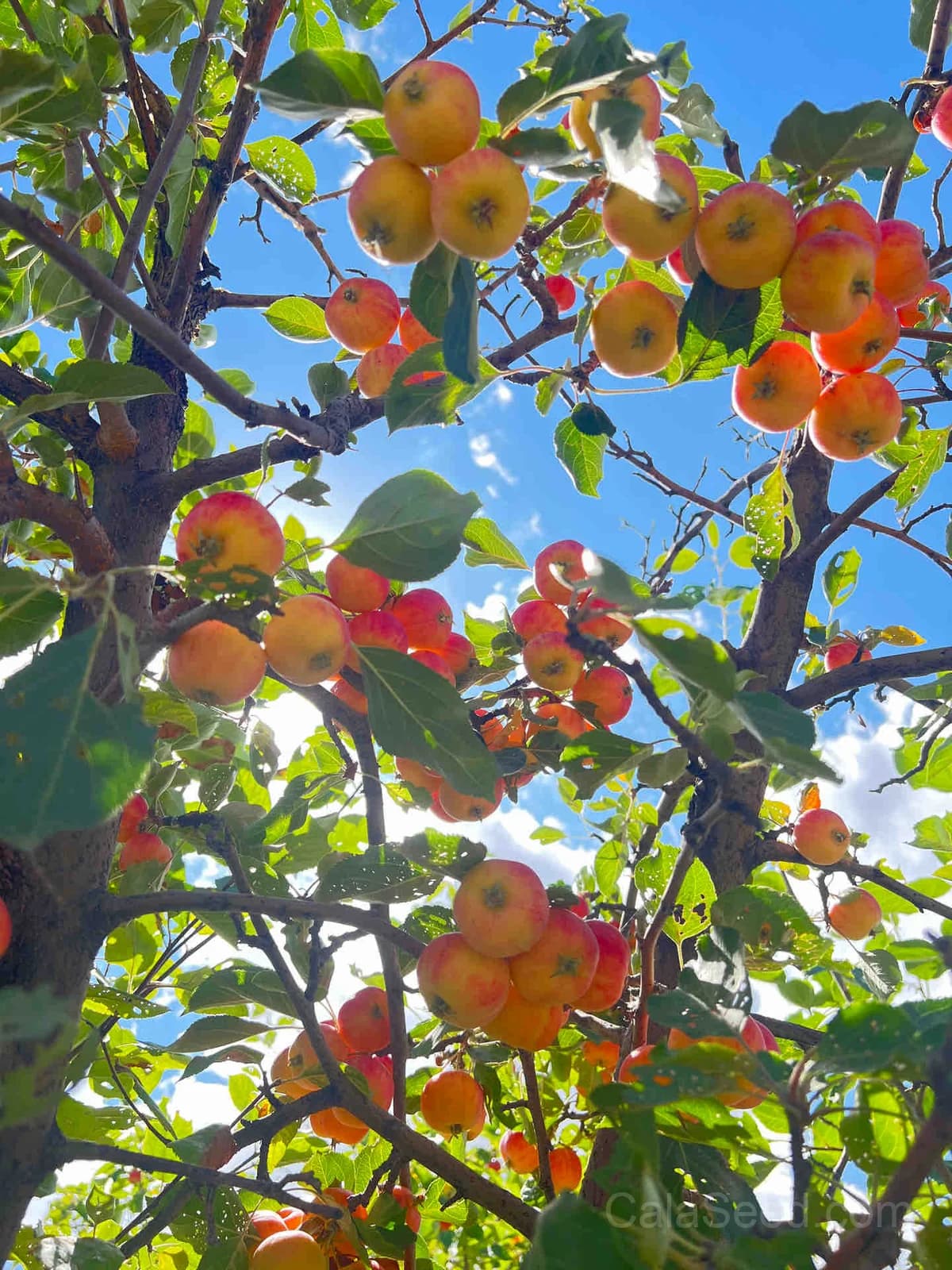Apple 'Summer Gold' Seeds — Sweet Early Harvest Fruit - View 3