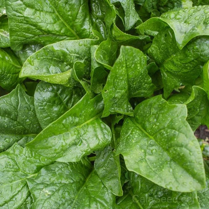 A La Carte Spinach Seeds — Versatile Garden Greens - Main