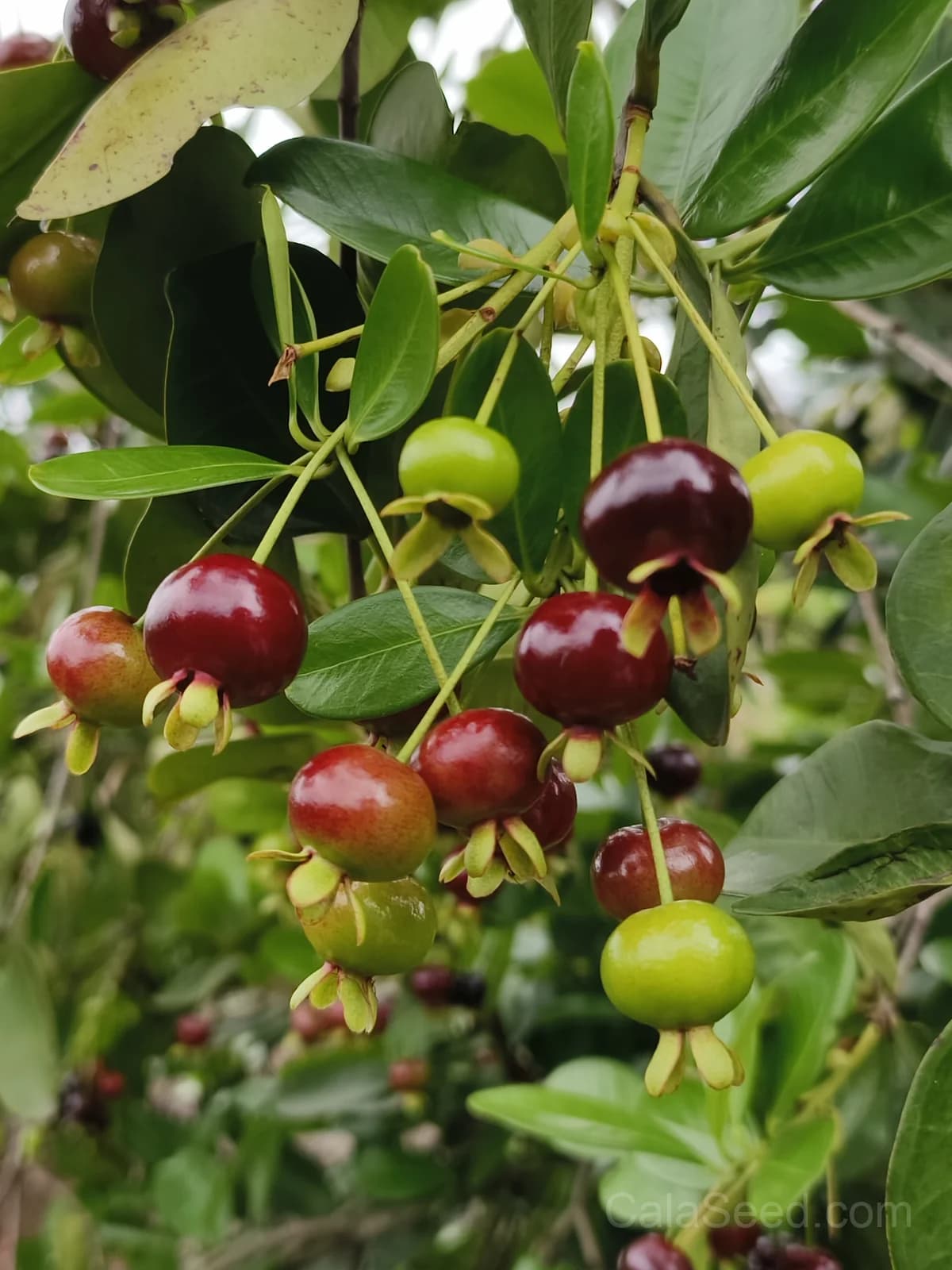 Cherry 'Sweetheart' Seeds — Sweet Dark Red Fruit - Main