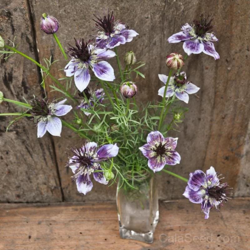 Nigella 'Delft Blue' Seeds — Heirloom Blue Blooms - View 2