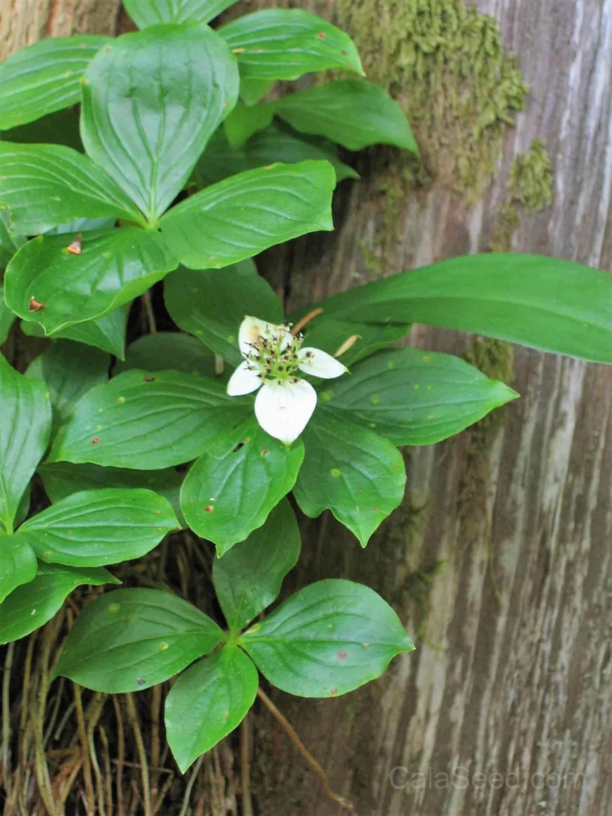 Western Bunchberry 'Alaskan Dogwood' Seeds — Edible Red Berry Groundcover - View 3