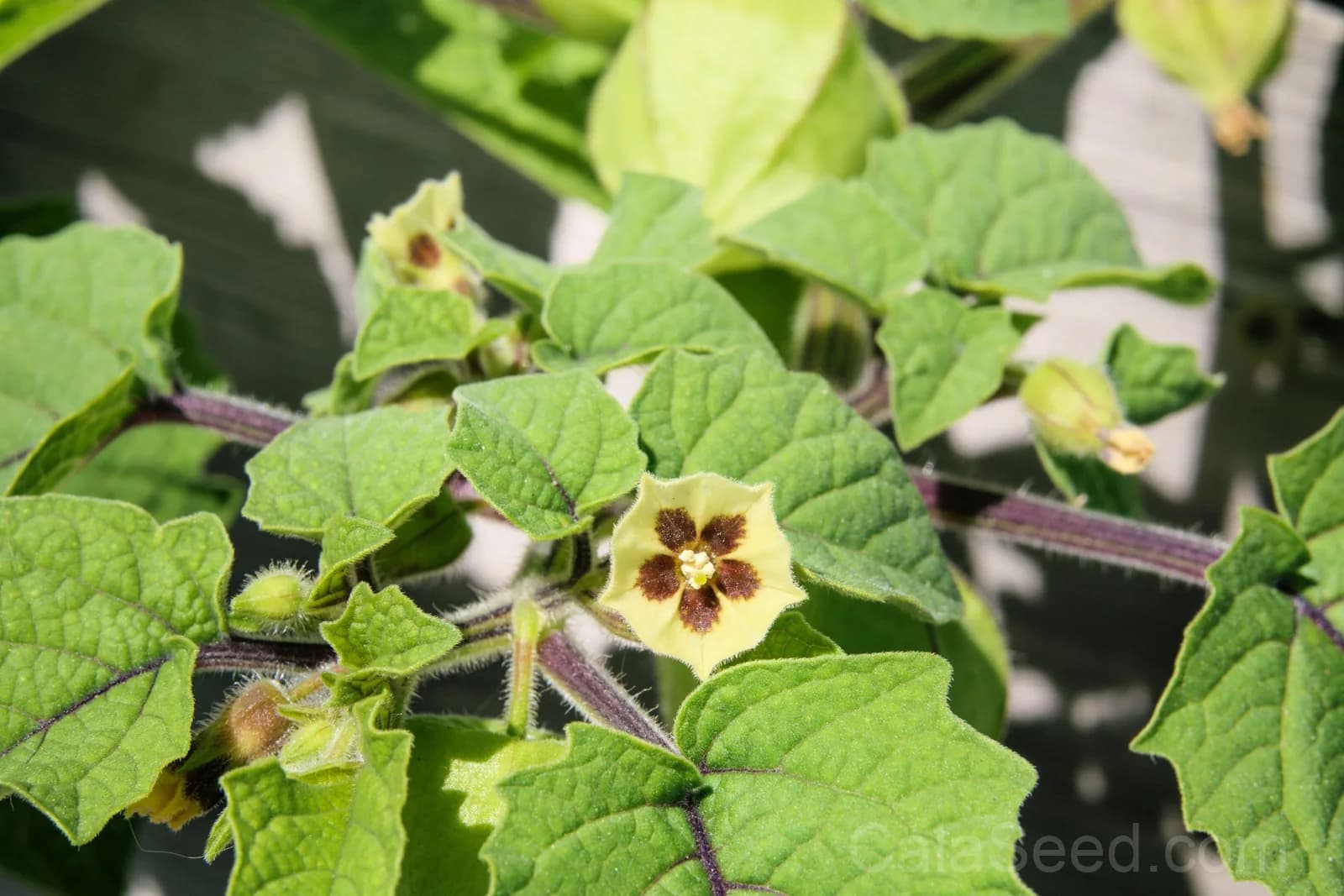Peruvian Ground Cherry 'Physalis Peruviana' Seeds — Sweet Cape Gooseberry Fruit - View 6