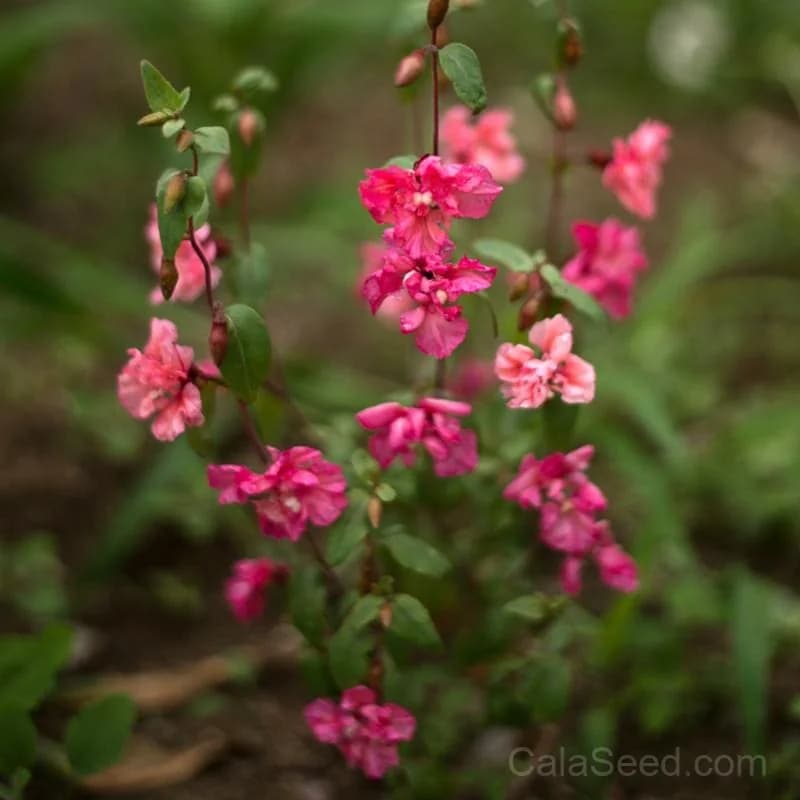 Clarkia Seeds — Elegant Wildflower for Pollinators - View 1