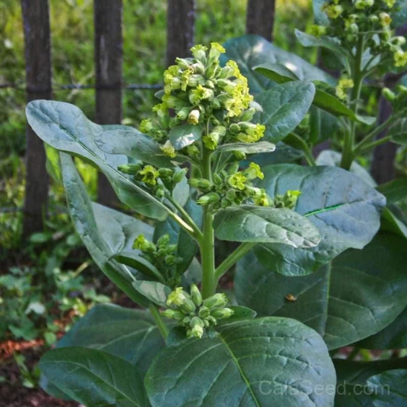 Wild Nicotiana Seeds — Native North American Flower - Main