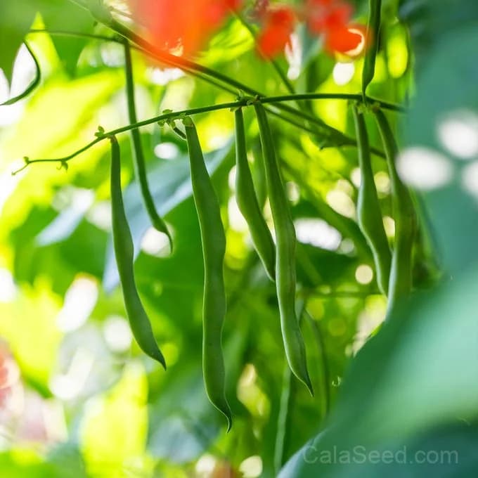 Scarlet Runner Pole Bean Seeds — Vibrant Edible Flowers - Main