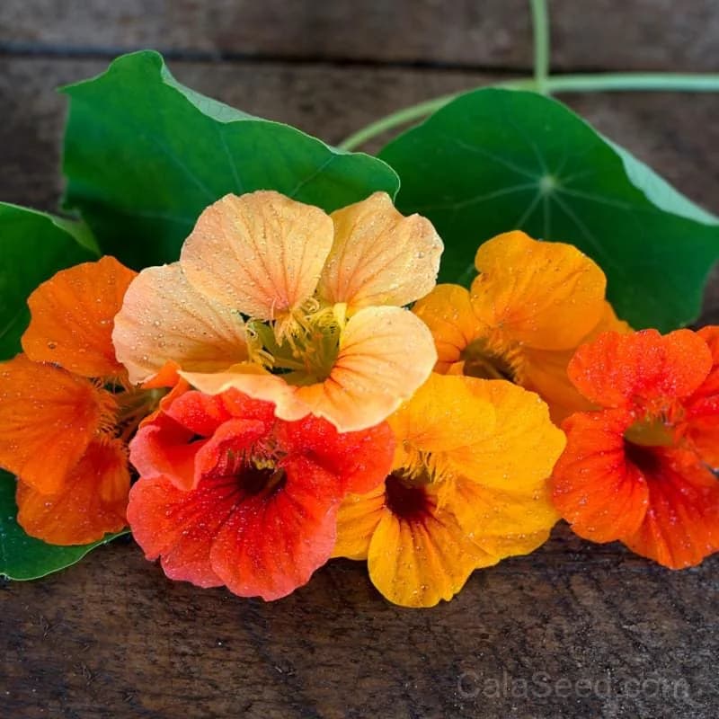 Jewel Mix Nasturtium Seeds — Edible Flowers & Trailing Beauty - Main