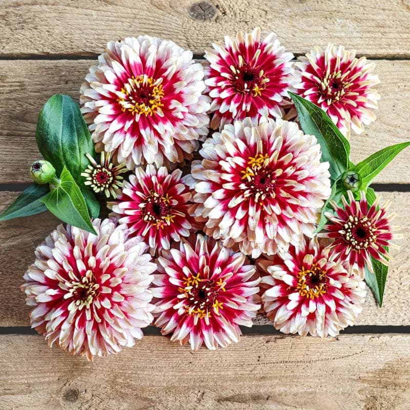 Cherry & Ivory Swizzle Zinnia Seeds — Bicolor Heirloom Cut Flower - Alt