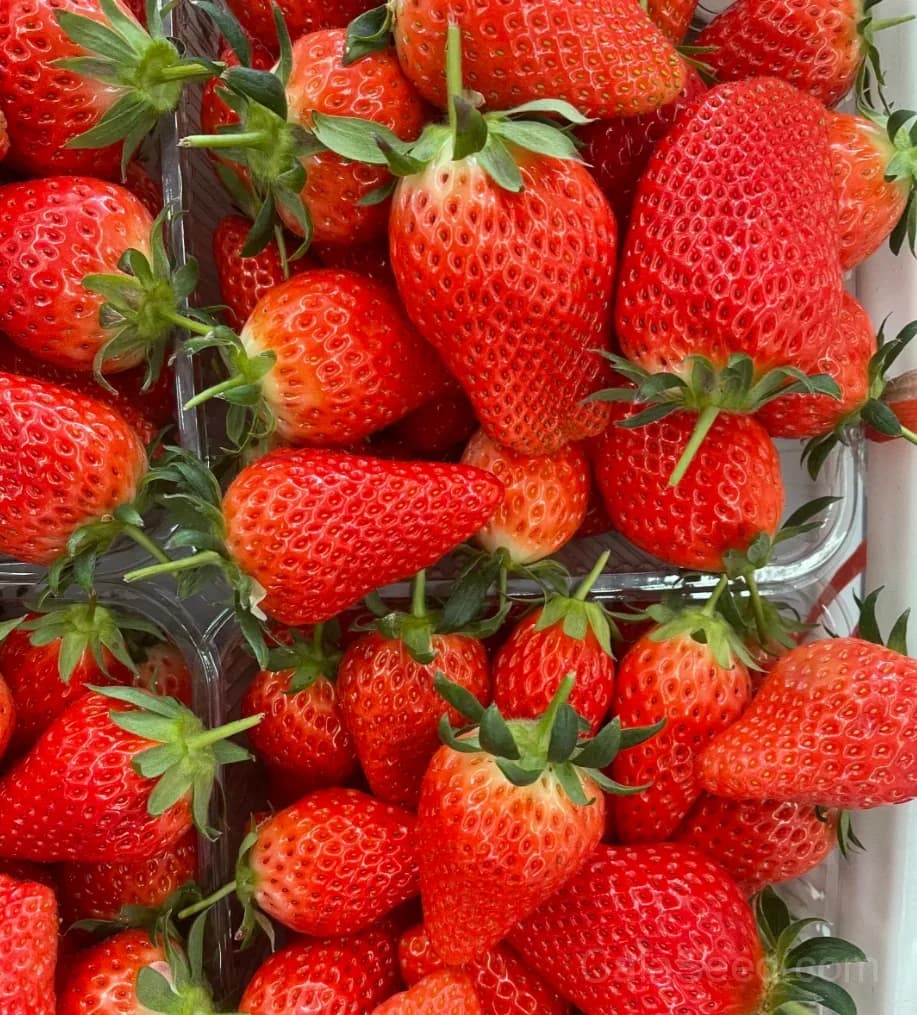 Sweet Strawberry Seeds – Juicy, High Germination & Easy to Grow - View 5