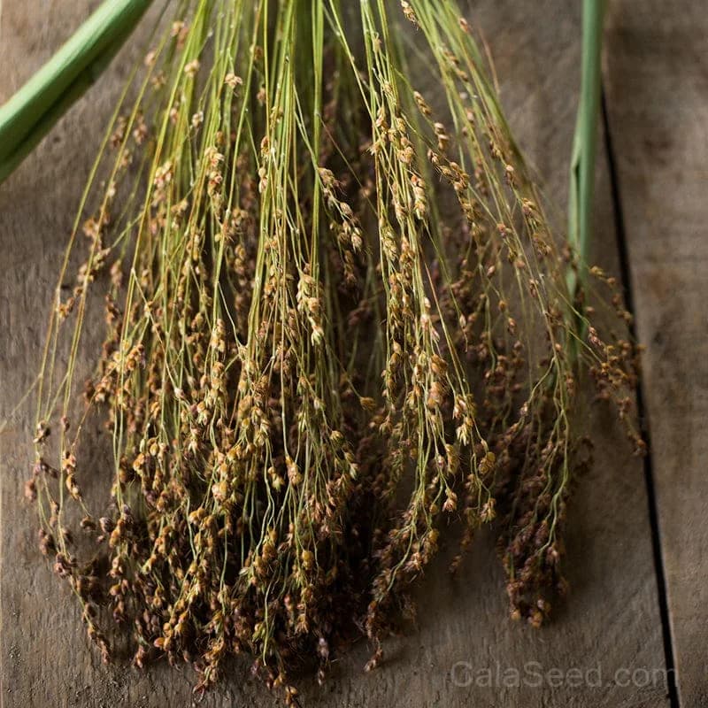 Broom Corn 'Mixed' Seeds — Ornamental Grain for Dried Arrangements - View 1