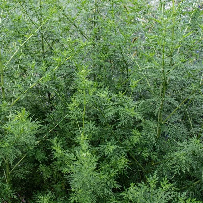 Sweet Annie Seeds — Aromatic Foliage for Dried Bouquets - View 2