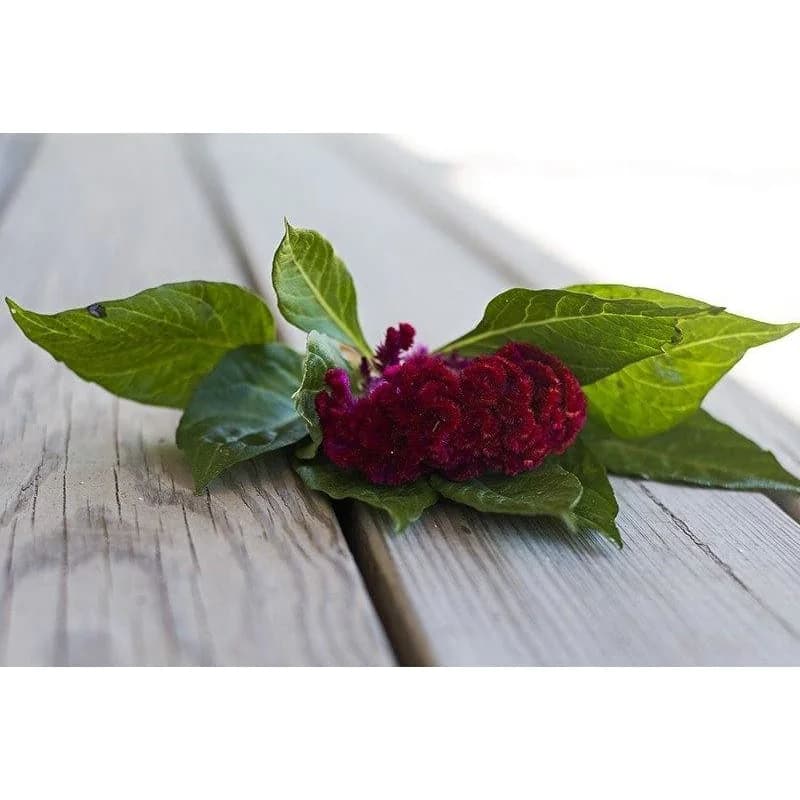 Coral Garden Celosia Seeds — Vibrant Coral-Like Blooms - View 4