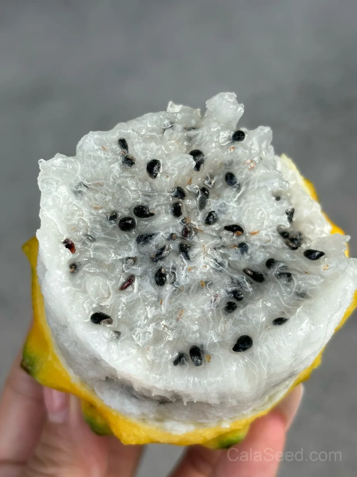 Yellow Dragon Fruit Seeds — Sweet Tropical Vine - Alt