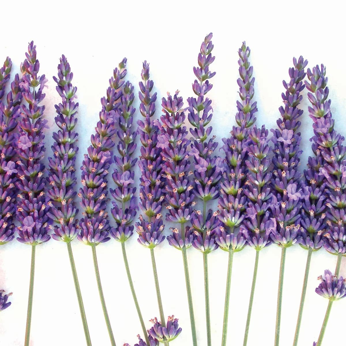 Fennel 'Grosso' Seeds — Sweet Bulb & Pollinator Herb - Main