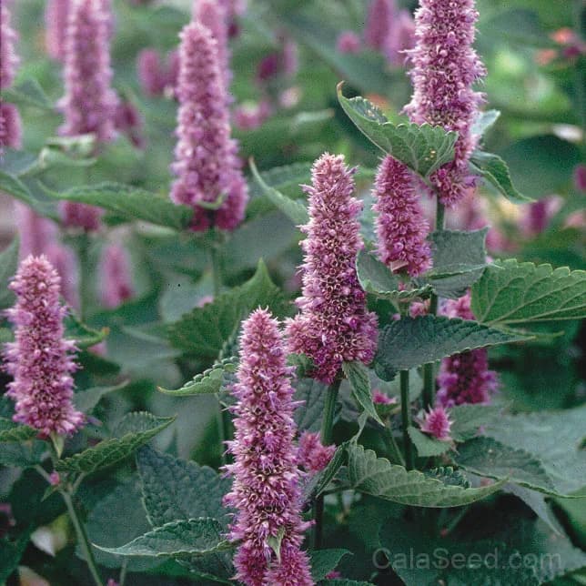 Blue 'Blue' Seeds — Rare North American Heirloom - Main