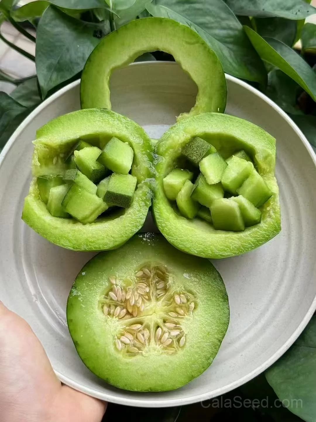Melon 'Ogen' Seeds — Sweet Israeli Heirloom Fruit - Alt