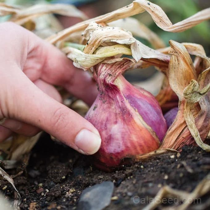 Ambition Shallot Seeds — High-Yielding Gourmet Bulb - View 4