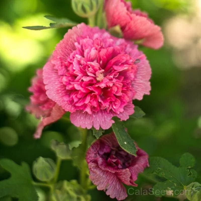 Majorette Mix Hollyhock Seeds — Vibrant Cottage Garden Bloom - Main
